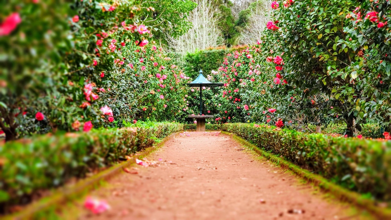 花园步道与绿篱景观